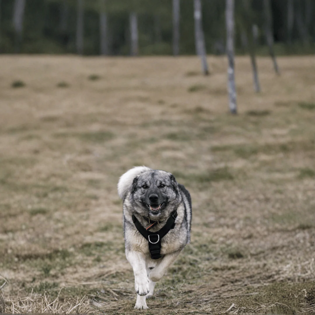 Harness sets for large dogs