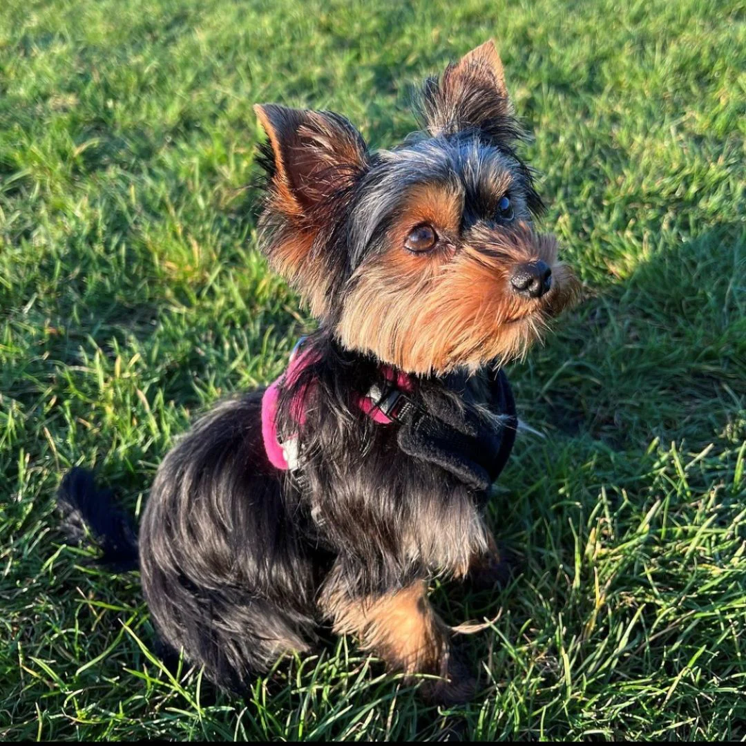 Harness sets for small dogs